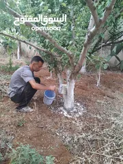  1 شجرنا انتاجنا