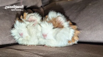  3 ارنب هندي . ارانب هندية .guinea pig