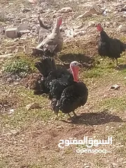  1 طقم حبس بسم الله ما شاء الله نخب النخب صحه ونضافه شغال 100/100 في منهم ثنتين طامات وحده ع 15 بيضه