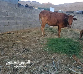  2 بقره محليه مد وشور