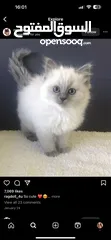  1 مطلوب قطة انثى بعمر شهرين نفس الصور kitten female wanted for adoption like photos