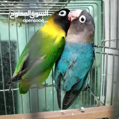  4 love birds