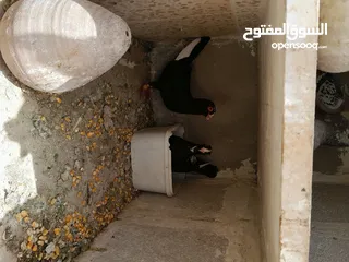  3 طيور حمام للبيع