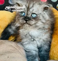  5 قط للبيع فقط اي قط. 1200