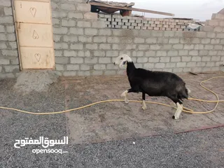  6 كبش نجدي اصل وجاعدتين