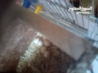  6 جوز كوكتيل لاتينو منتج اهالي فراخ تحتو 5 بيضات ولسى ما كمل بيض