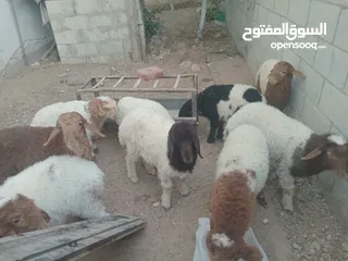  7 عبر عمر 3 شهور  عدد9