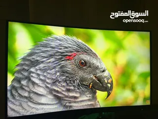  1 شاشة 165 هيرتز الوان ممتازة