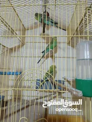  1 عصافير حب ببغاء للبيع جوز عصافير مع الفراخ