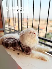  7 قط سكوتش فولد مميز منزلي اليف وسعره مناسب خالي من اي امراض او مشاكل صحية
