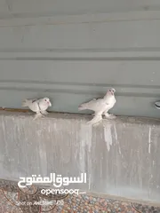  4 متاح جواز حمام شغالين  نجفي تكلجي
