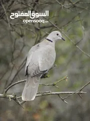  4 كاميرا زوم احترافي Nikon Coolpix p900 83x