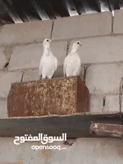  1 حمام نخب النخب  ثلاث جواز