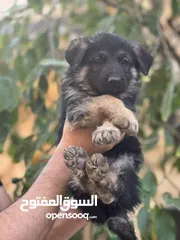  2 جراو جيرمن شيبرد
