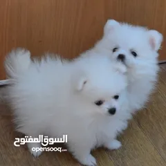  2 Pomeranian puppies