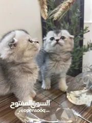  7 قطط سكوتش ستريت وفولد جولدن بلاك وسلڤر بلاك شيدد للبيع