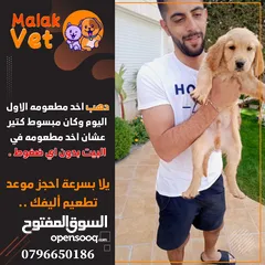 7 خدمات بيطرية متكاملة للحيوانات الاليفة