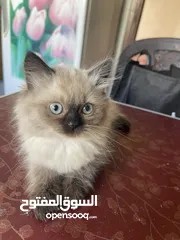  1 قط همالايا