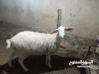  3 حملة بعمر ثمانين شهور أعشار شهرين ونصف