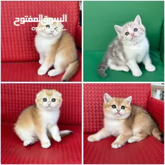  1 تشكيلة كبيره من قطط لسكوتش فولد  ( شاهد الاعلان كامل )