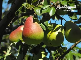  19 الأشجار المثمرة والزينة تجمع بين الجمال والفائدة، تنسيق وصيانة الحدائق الداخليه والخارجية