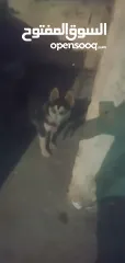  1 جرو هاسكي سيبيري بيع او بدل ع حمام او عصافير