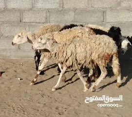  3 جعد عمانيات صغار سن ما شا الله عليهن صحتهن ممتازه حلوات لتربية ولذبح 