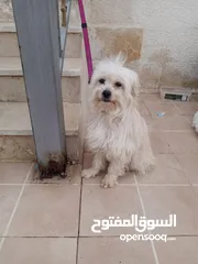  2 كلب انثى فرنش تيرير French Terrier مع جميع المطاعيم والاغراض