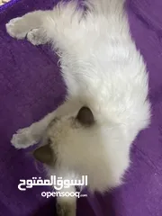  5 هملايا عمر 5 اشهر