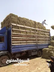  2 خرفان عجول ابقار خيل