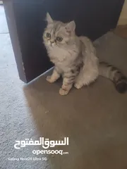  6 قطط شانشبلا للبيع