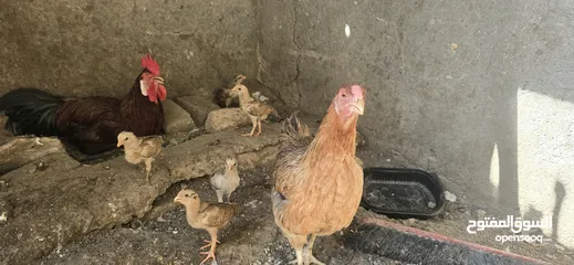  1 افراخ دجاج. عددهن 12فرخ