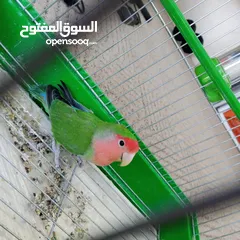  3 ببغاء روز لون مميز