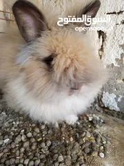  1 ذكر أرنب انجورا