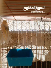  5 إناثي كنار جاهزات للبيع