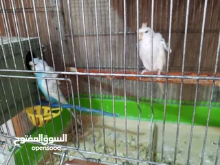  4 طيور للبيع