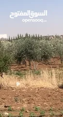  4 مزرعه جميله في مادبا جبيل