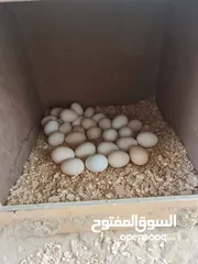  1 بيض نوادر الدواجن