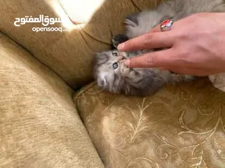  11 5 قطط مكس للبيع