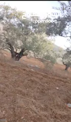  2 قطعة لرض للبيع