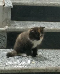  3 قطط بيت شيراز