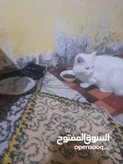  5 قطط للبيع شيرازي مع اطفالها+الام حامل