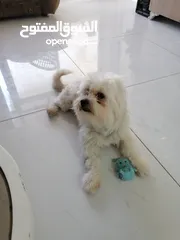  3 ذكر وانثى  فرنش تيرير عمر شهرين الأنثى والذكر سنتين puppy 2-months - French Terrier female & boy