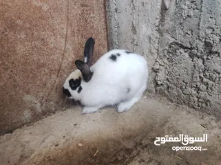  4 انثى شيرازي صلاة النبي عمرها 5 شهور ونص