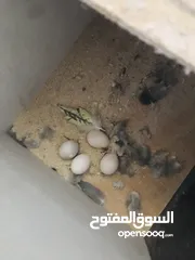  9 جوز كوكتيل شغال ميا بلميها بسعر مغري