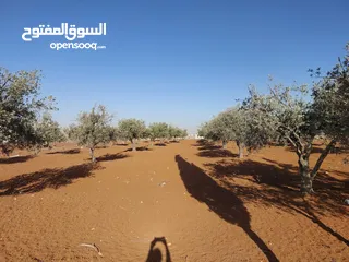  13 مادبا ماعين ارض زراعية مميزة عليها مزرعة زيتون جاهزة واصل جميع الخدمات مساحتها 4500 م