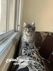  6 صلاة النبي قطط هملاي جاهزين لبيتهم لجديد