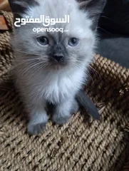  15 قطط للبيع السعار مشكله