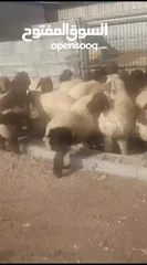  31 ذبيح للبيع طيبه سمان عزيمه ثلاجه خرفان طيبة هرفي جذع وتساب اتصال لتوصيل جميع مناطق قطر سوري بلدي