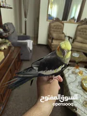  2 ذكر كوكتيل اليف متكلم بالصلاة على النبي اقرا الوصف ............................................